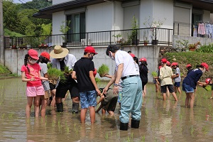 田植え2