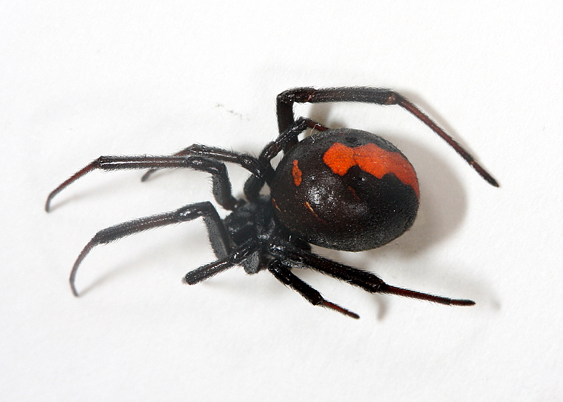 セアカゴケグモ(メス）全体（腹部背面の模様が赤いことが特徴です）