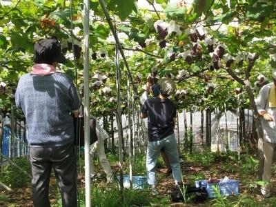 太子町ぶどう塾収穫祭